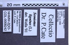Etikette zu Semiotus ligneus (Linnaeus, 1767) (NHMW-ZOO-COL-0008242)